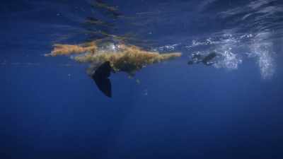 "It's enough to scare
many youngsters away..." - Secrets of the Whales