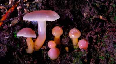 It's entirely plausible, - Fantastic Fungi