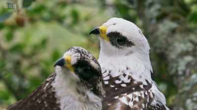 It's fast approaching the time
when the chicks - Wild Isles