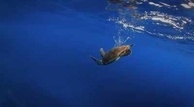 Its favorite food is turtle. - Shark Attack Files