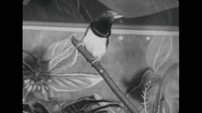 Its feathers are brilliant red
except for its white underparts. - Attenborough's Life in Colour