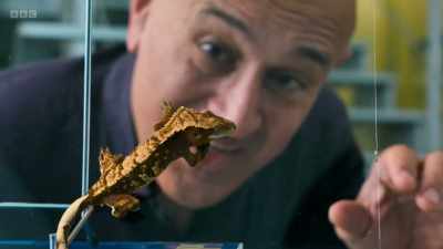 Its feet stick to the glass
using a tiny attractive force - Secrets of Size: Atoms to Supergalaxies