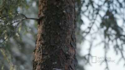 It's firewood, it could also
be used to make a log house. - Life Below Zero: First Alaskans