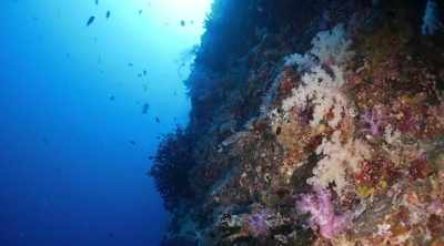 It's found in tropical
and subtropical waters, - Kings of Pain