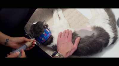 It's frankly a miracle that
he was able to recover, - Cat Daddies