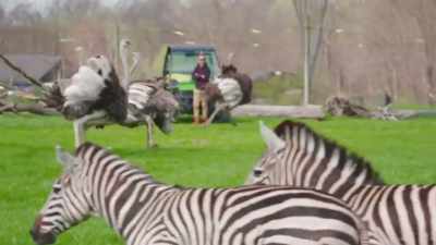 It's funny because we do notice - Secrets of the Zoo