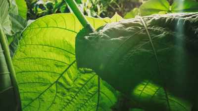 Its giant leaves are already
40cm across - The Green Planet