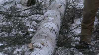 It's gonna make
some nice lumber. - Life Below Zero: Next Generation
