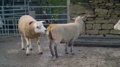 It's good to see them work, - Our Yorkshire Farm
