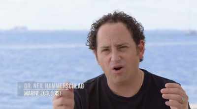 It's got a point for
piercing into something hard. - Shark Attack Files