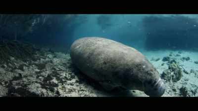 It's happily munching away, - Envoy: Shark Cull