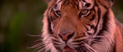 What's happening - The Jungle Book