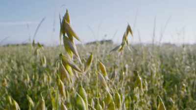 It's hard to collect seeds
when they drop off and walk away. - The Green Planet