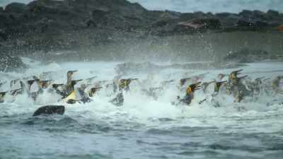 It's hard to select a moving target
in a panicking crowd, - Our Planet