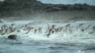 It's hard to select a moving target in a panicking crowd, - Our Planet