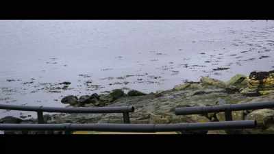 It's hard watching
her go off with 'him'. - Billy & Molly: An Otter Love Story
