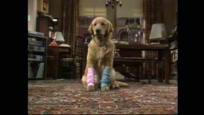 It's because he walks
on four legs all the time. - Punky Brewster