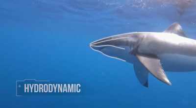 Its head is shaped like
torpedo with narrow jaws, - Shark Attack Files
