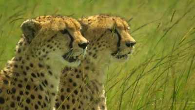 It's for her cubs to show
what they've learned. - Serengeti