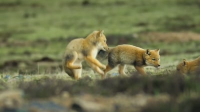 'It's for her three
eight-week-old cubs. - A Year on Planet Earth