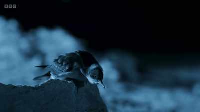 It's hesitating and
who can blame it? - Wild Isles