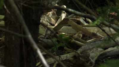  It's so hit or miss,
 your chances
 of finding something, - Expedition Bigfoot