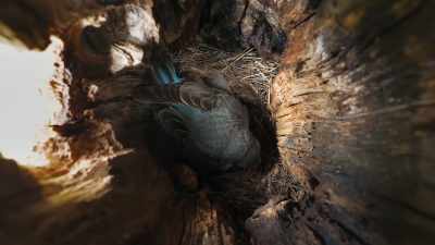 Its hollowed refuge - Epic Yellowstone
