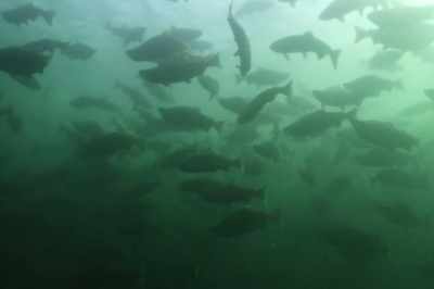 It's how we're trying to control
nature rather than work with
nature. - Artifishal