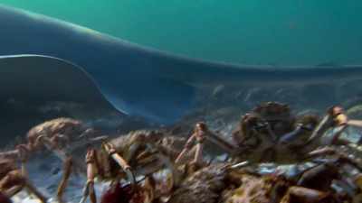 It's huge, about four metres long. - Blue Planet II