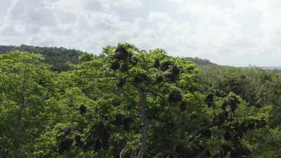 Its immense smooth trunk
makes its high branches above - The Green Planet
