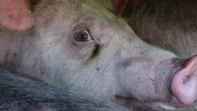 It's impossible for us - Pignorant