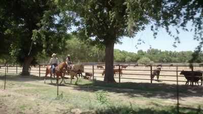It's in my blood.
Third generation rancher. - A Cowboy Christmas Romance