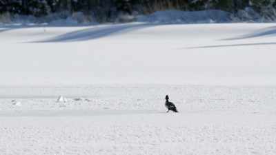 It's injured, - Epic Yellowstone