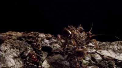 Its irregular shape makes it hard
for other predators to spot it... - Micro Monsters with David Attenborough