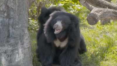 It's just amazing to see. - Secrets of the Zoo