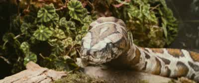 It's just, I've never talked to a snake before. - Harry Potter and the Philosopher's Stone