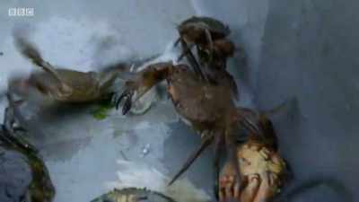 It's just something else that
comes in the pot - Cornwall: This Fishing Life