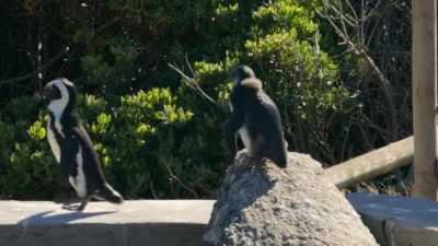 It's just two small steps for Dad. - Penguin Town
