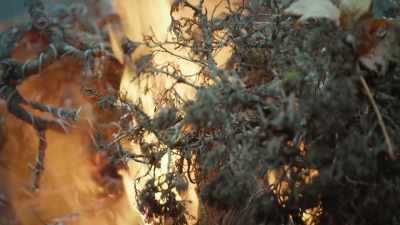 It's just, um, what's
so disturbing about... - Trees and Other Entanglements