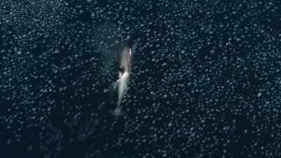 It's just this untamed
wilderness where - Shackleton: The Greatest Story of Survival