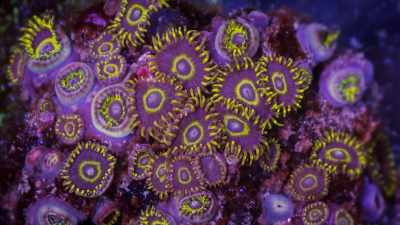 It's kind of amazing that corals
are vast, motionless structures, - One Strange Rock