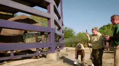 It's kind of hard to say
what it is at this point, - Magic of Disney's Animal Kingdom