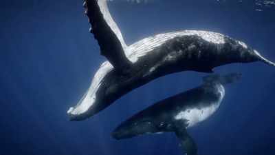 It's learned behavior.
It's-- It's what humans do. - Secrets of the Whales