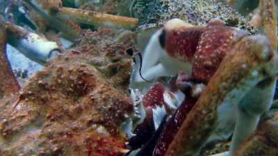 Its legs are so limp, - Blue Planet II