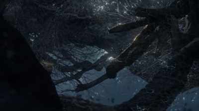 It's like a big web just growing
through the forest. - Fantastic Fungi