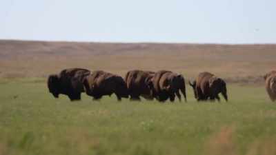 It's like a souped-up hot rod - The American Buffalo