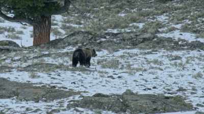It's like a state of
walking hibernation - Yellowstone: One-Fifty