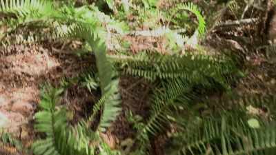 It's like...
By something fairly large. - Expedition Bigfoot
