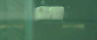 It's, like, cloudy,
it's totally growing, - Citizen Bio