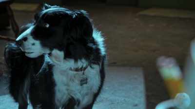 It's like I always
say, "Boring is good." - Cats & Dogs 3: Paws Unite